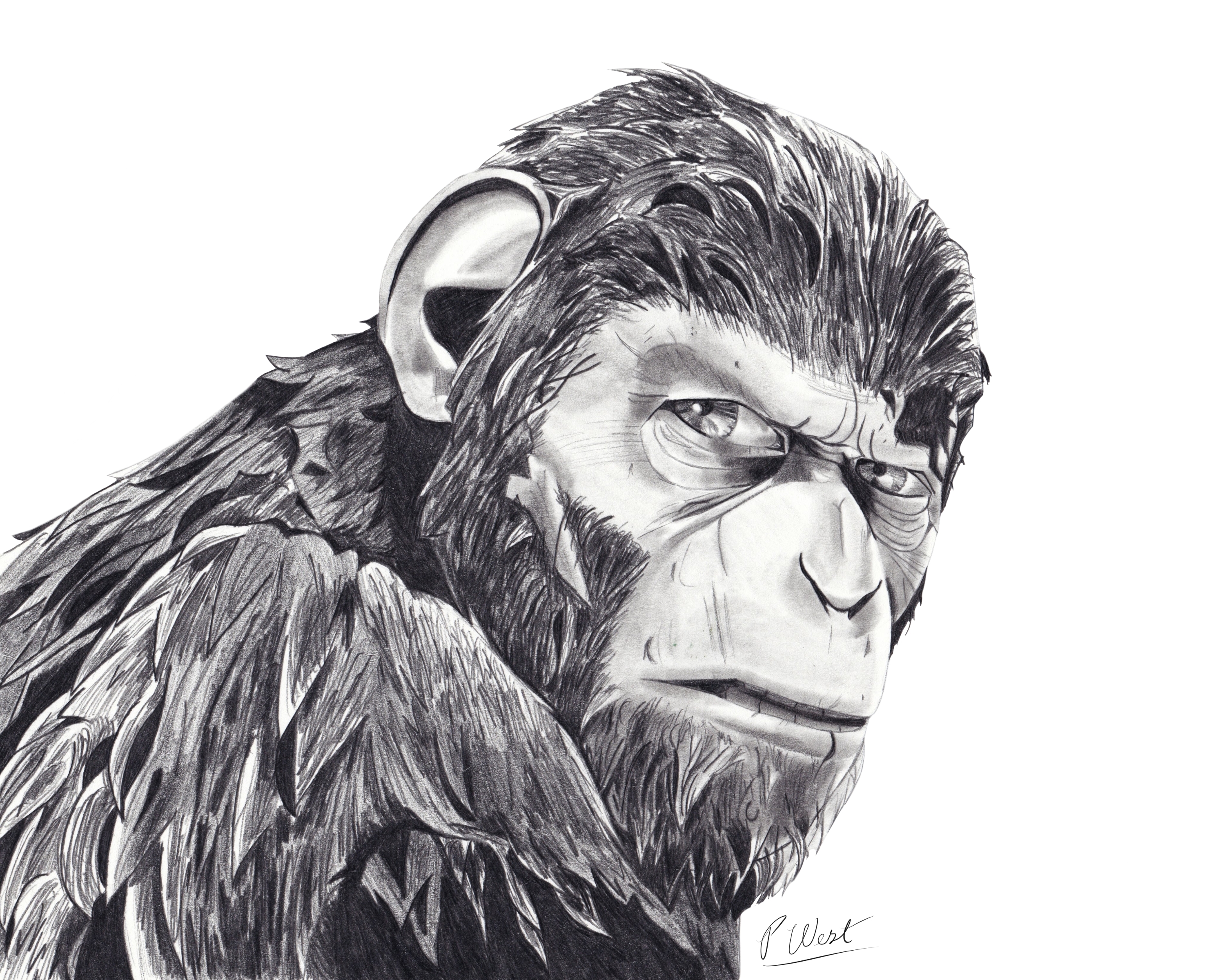 This is a print of Caesar